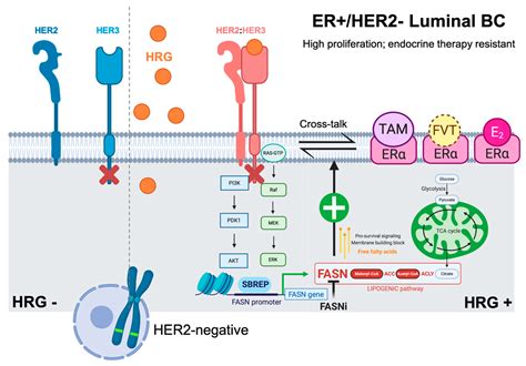 er+ her2.